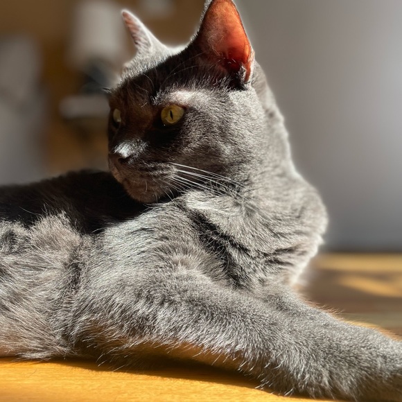 Meet your Posher, Romina - Picture 8 of 9